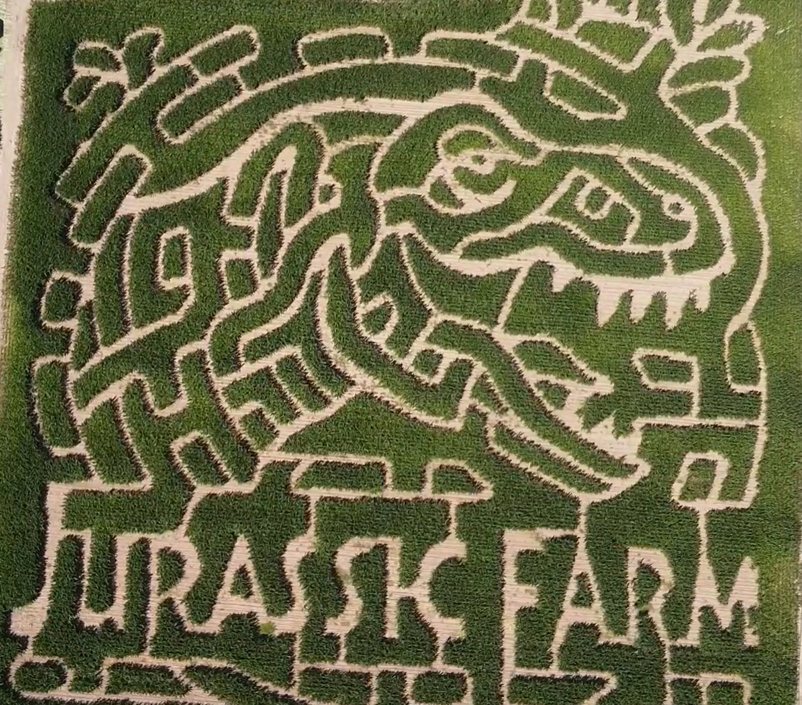corn maze design with the words Jurassic Farm